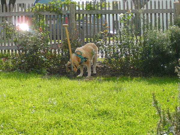 med_Beim Garteln.JPG (600 x 450)